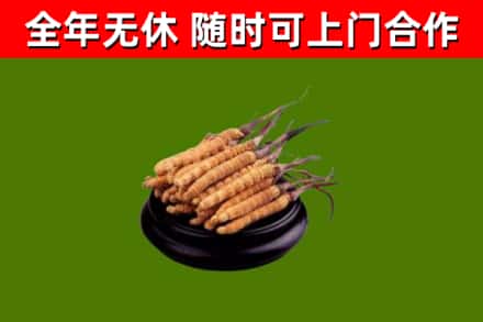 连城县回收散虫草