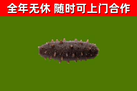 连城县回收海参干